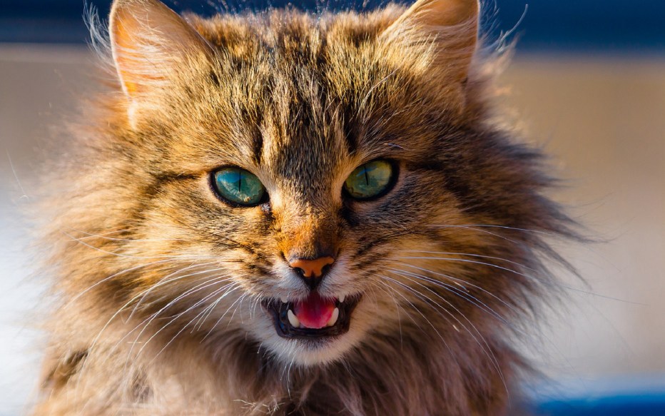 Кричащий кот