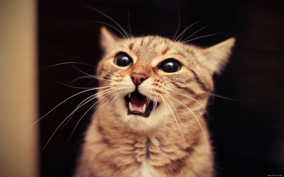 Смешной кот