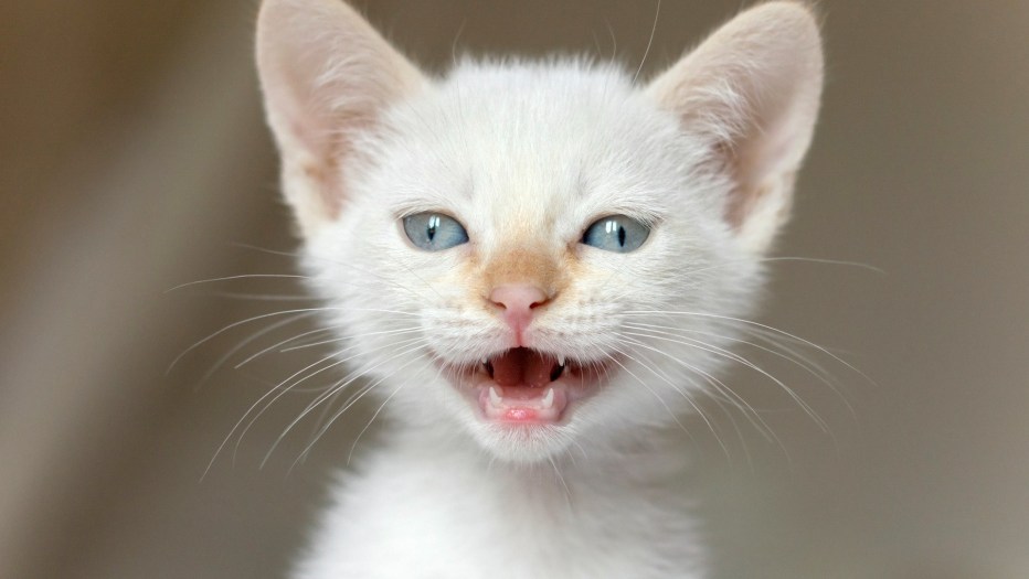 Кричащий кот