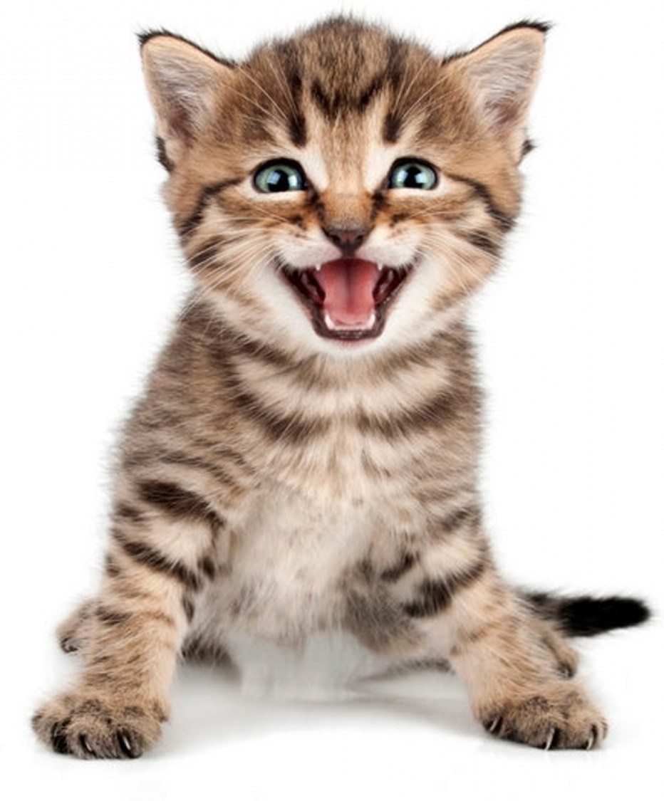 Черная кошка мяукает
