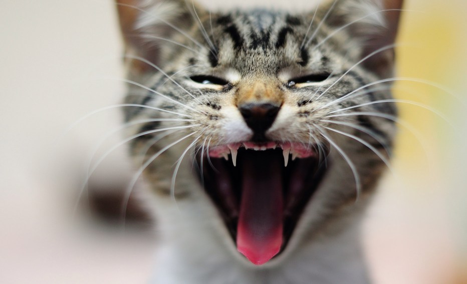 Котенок мяучит