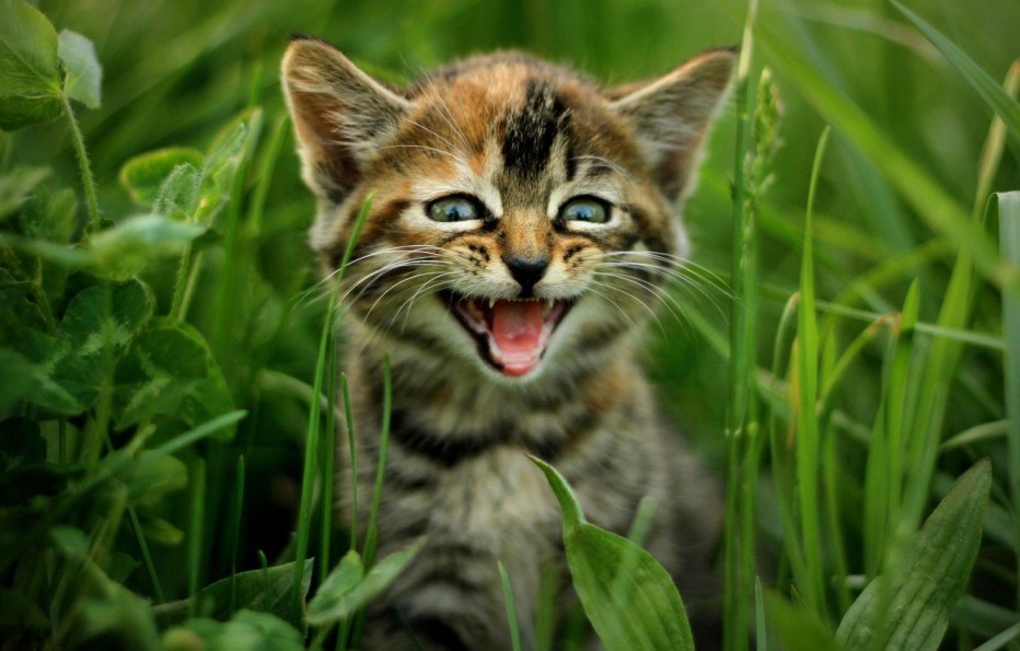 Мяуканье котят для кошки