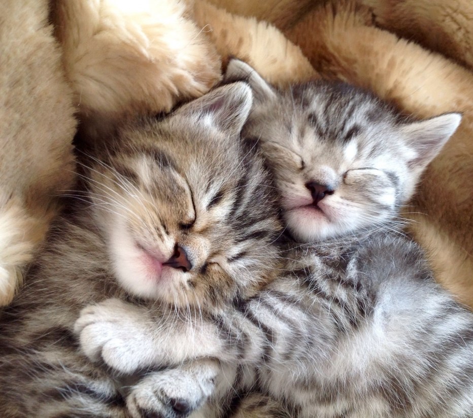 Котенок спит