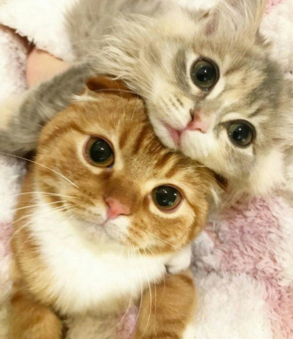 Два милых котенка