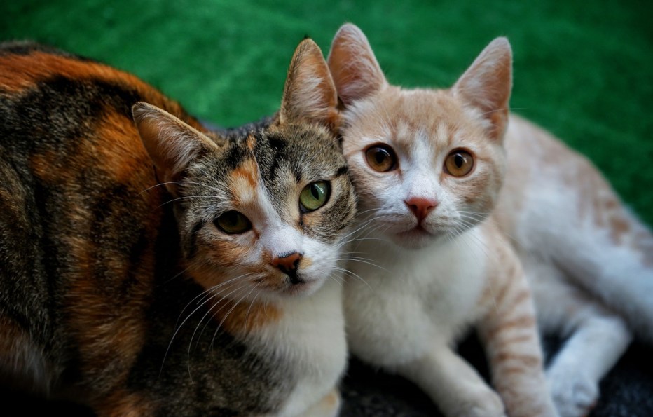 2 Кота вместе