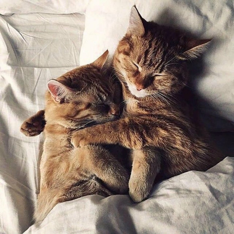 Котики обнимаются