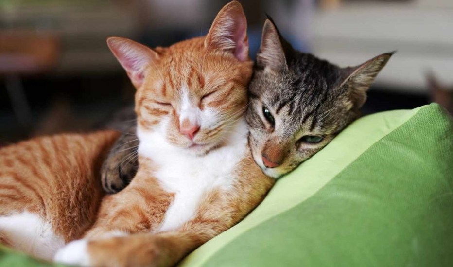 Котики обнимаются