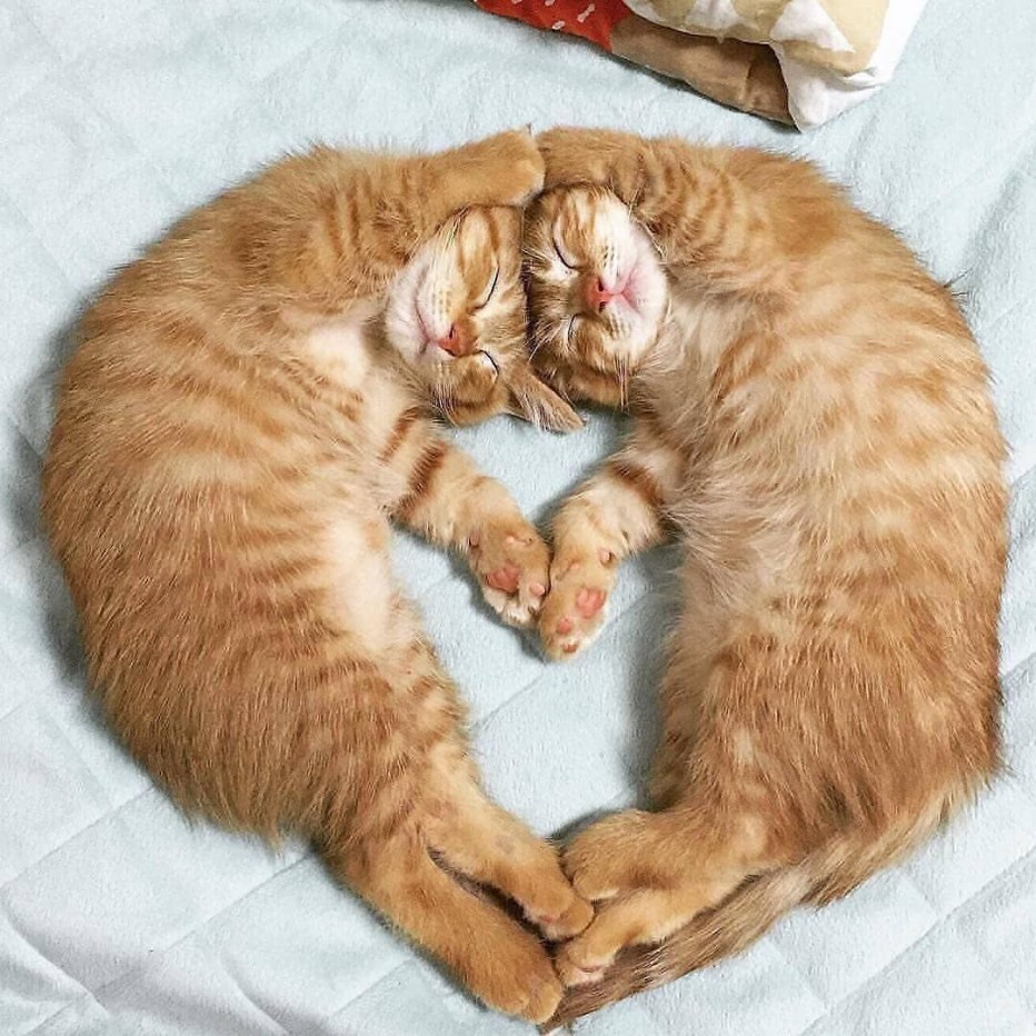 Коты вместе