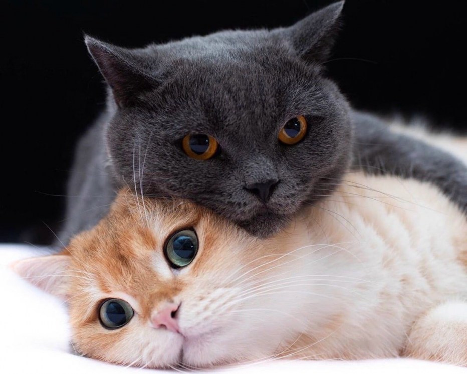 Котики любовь