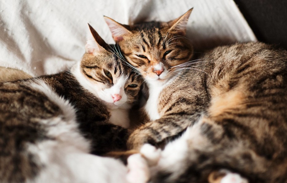 Коты и кошки вместе