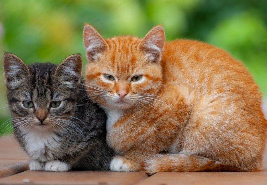 Котики рыжий и серый