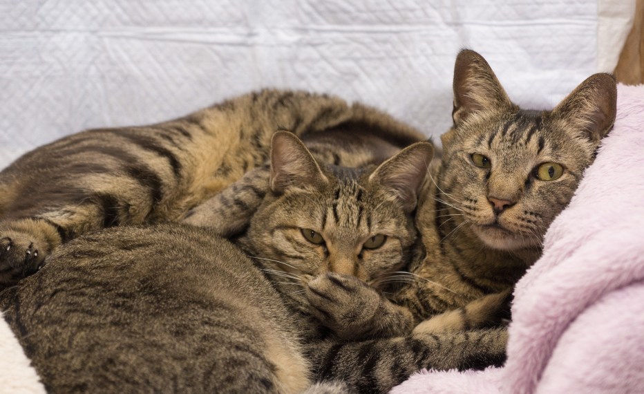 Коты парочка