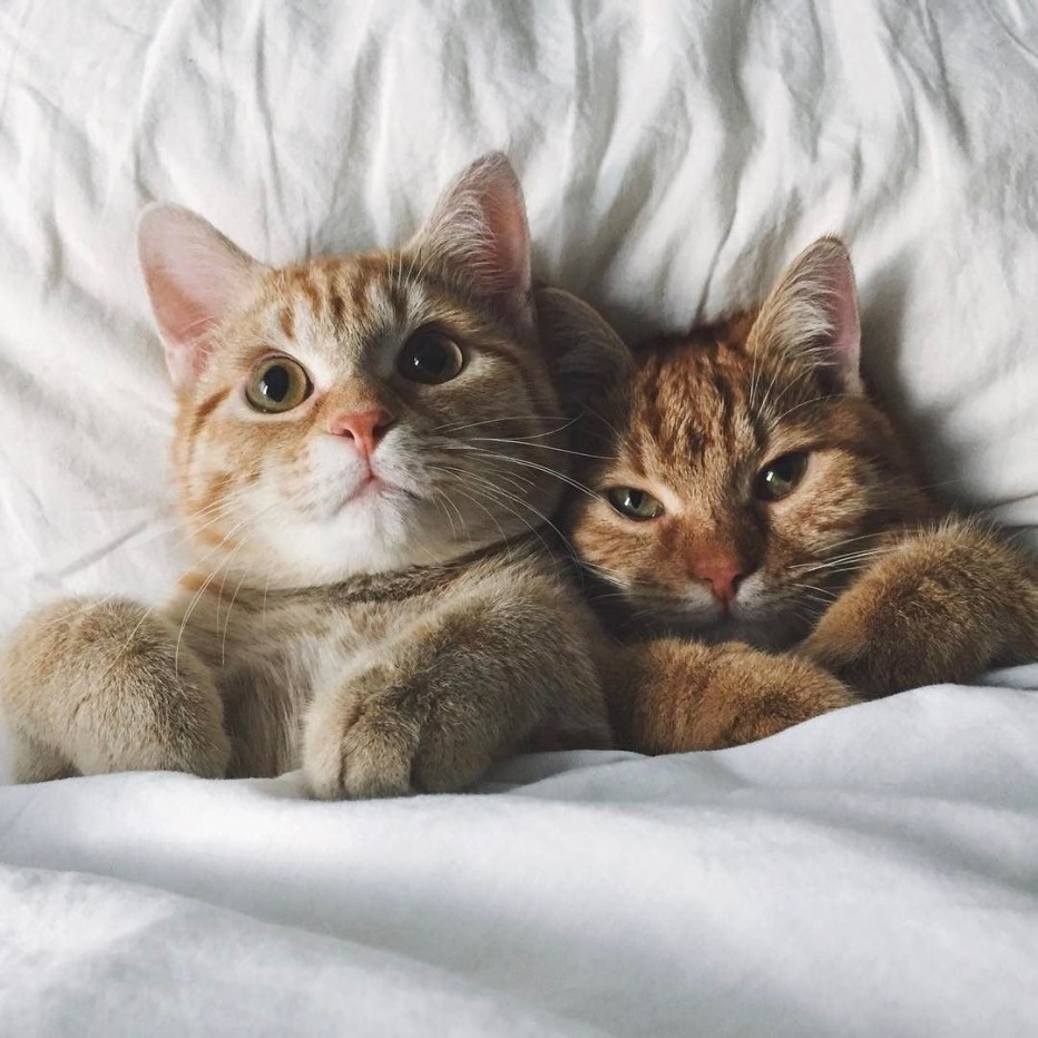 Двое котят