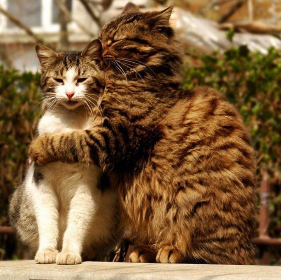 Кот и кошка любовь