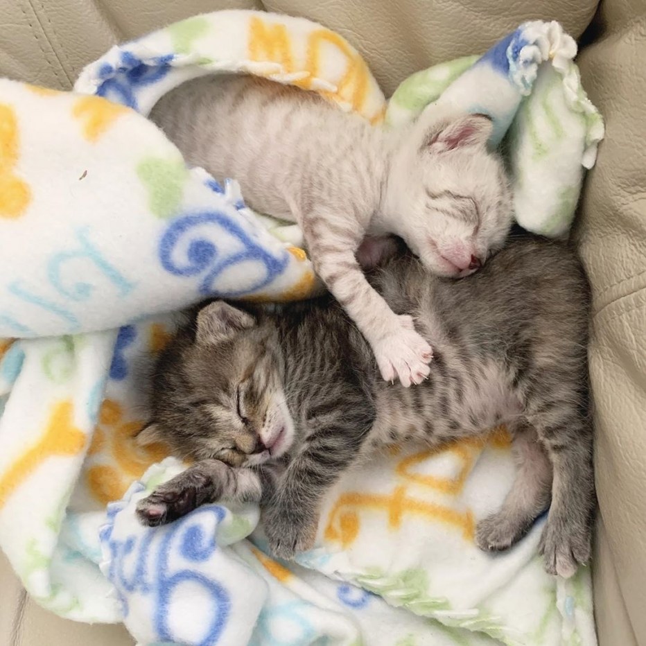 Котята спят в обнимку