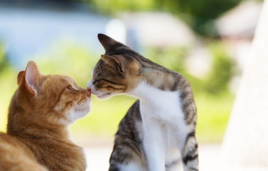 Коты друзья