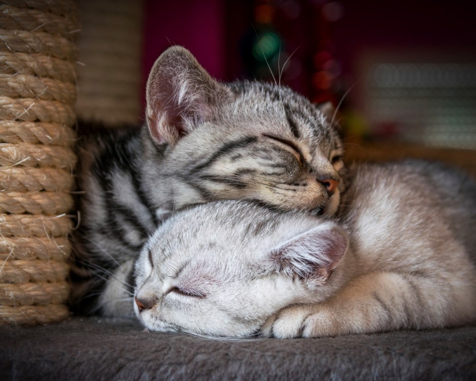 Котики спят вместе