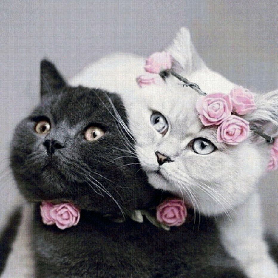 Коты любовь