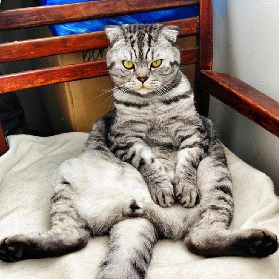 Шотландские коты сидят
