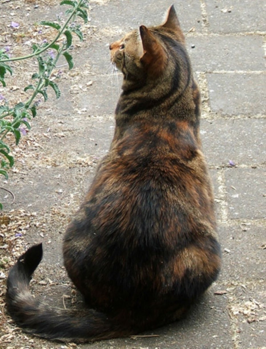Кошачья спина