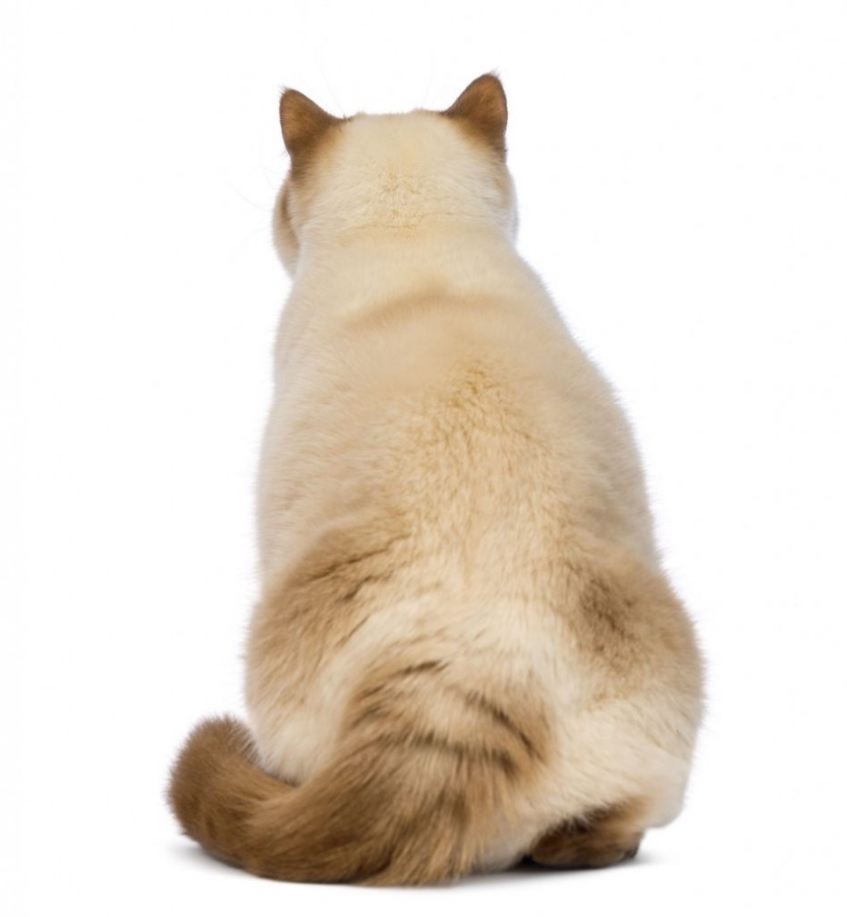 Котик сидит спиной