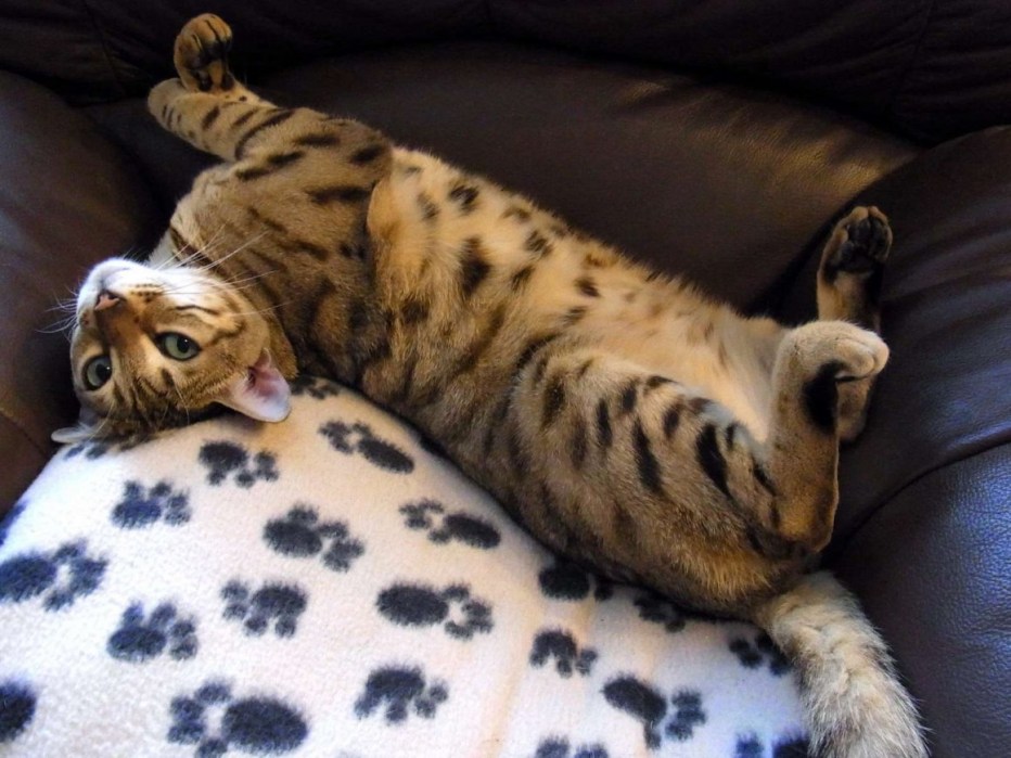 Коты лежат на спине