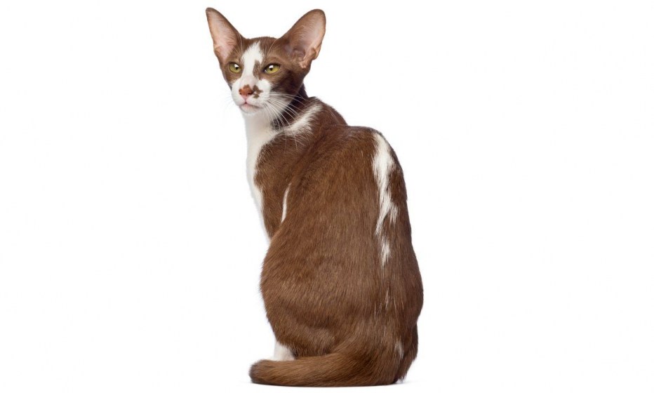 Кошка сидит спиной