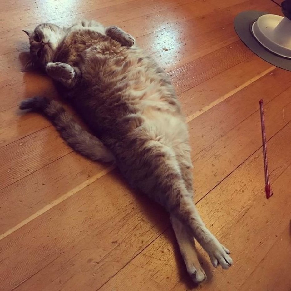 Коты тянутся