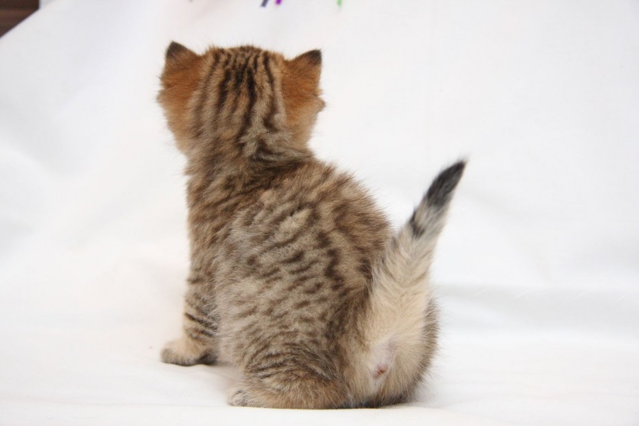 Котенок сидит