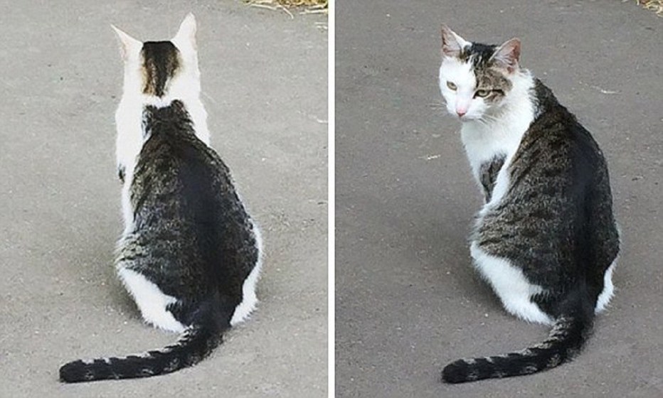 Кошка сгорбилась