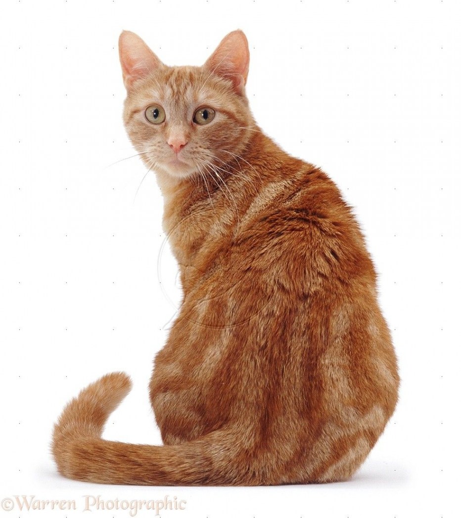 Рыжая кошка