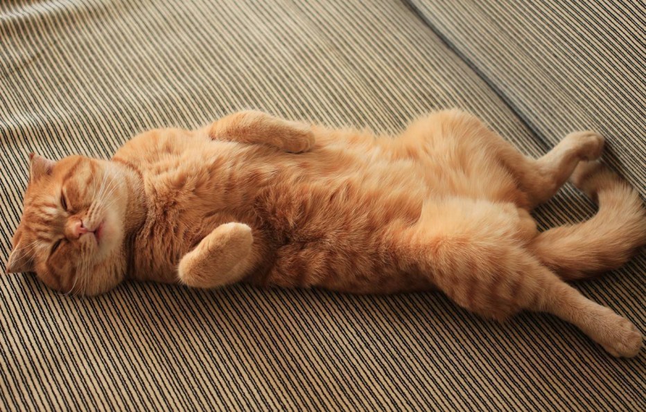 Кошка лежит