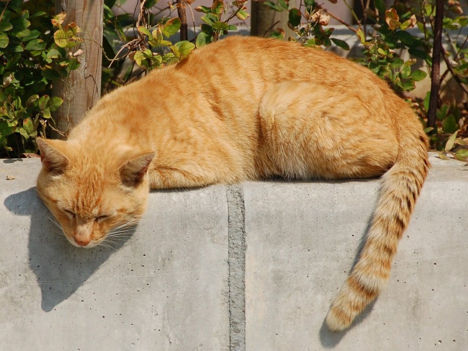 Кошка лежит