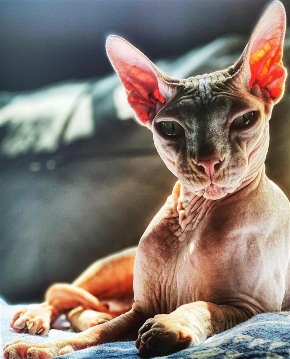 Сфинкс кошка фото