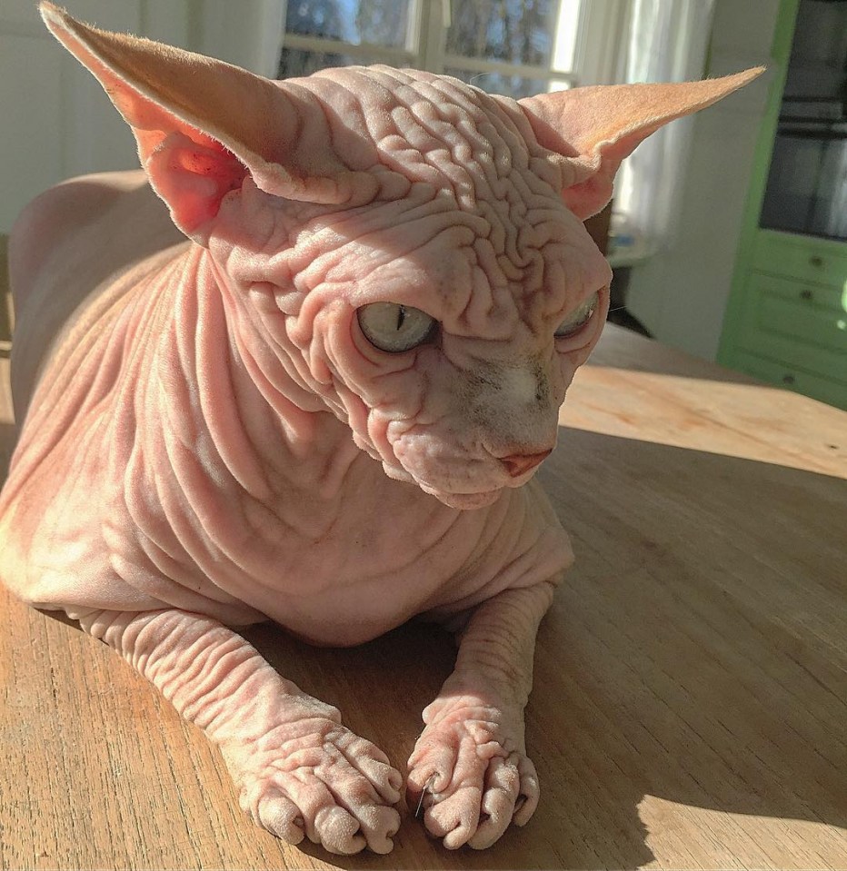 Сфинкс кохона