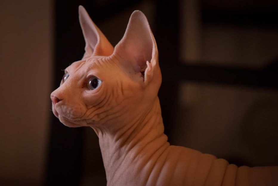 Сфинкс кот