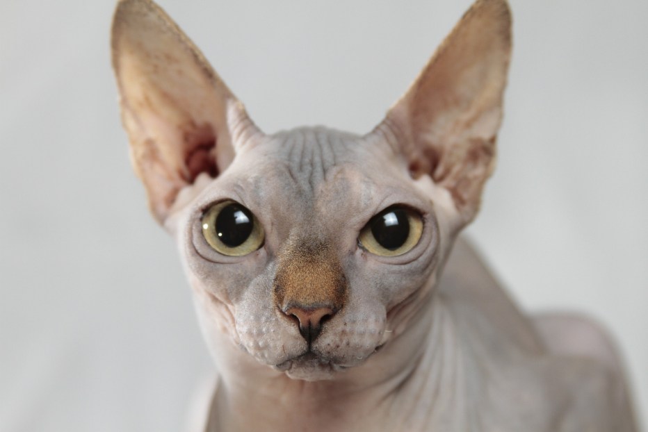 Сфинкс короткошерстный