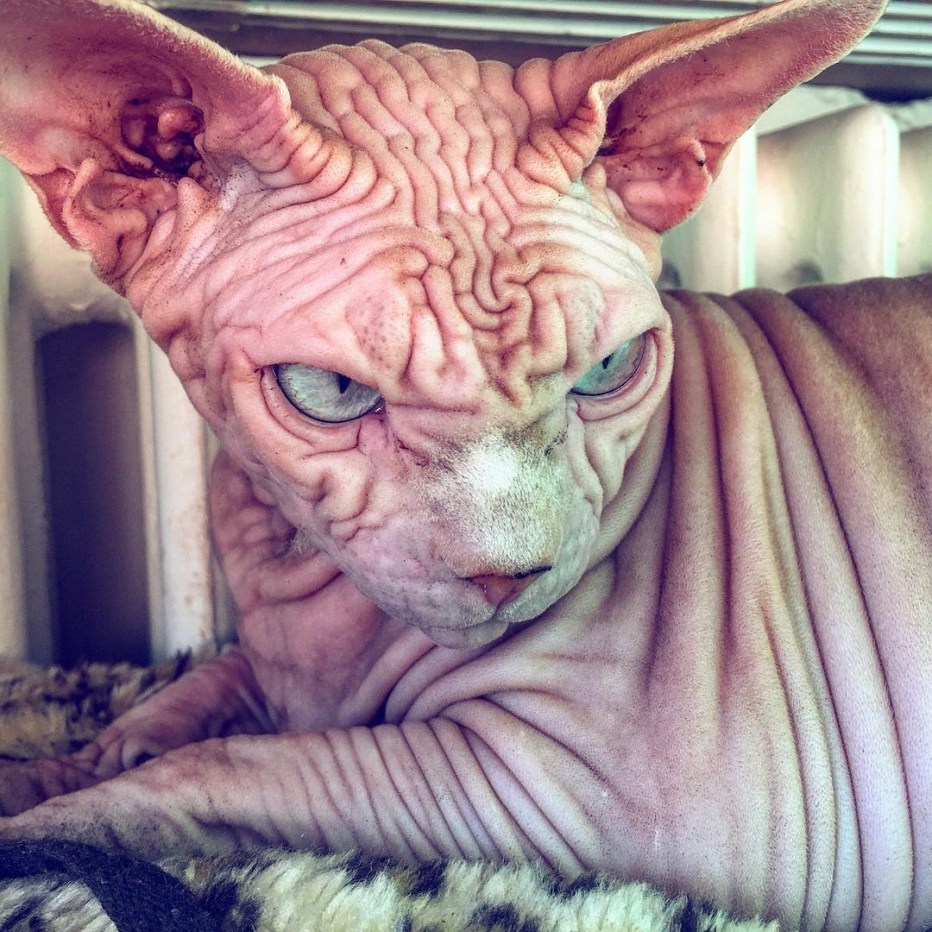 Самый страшный кот в мире