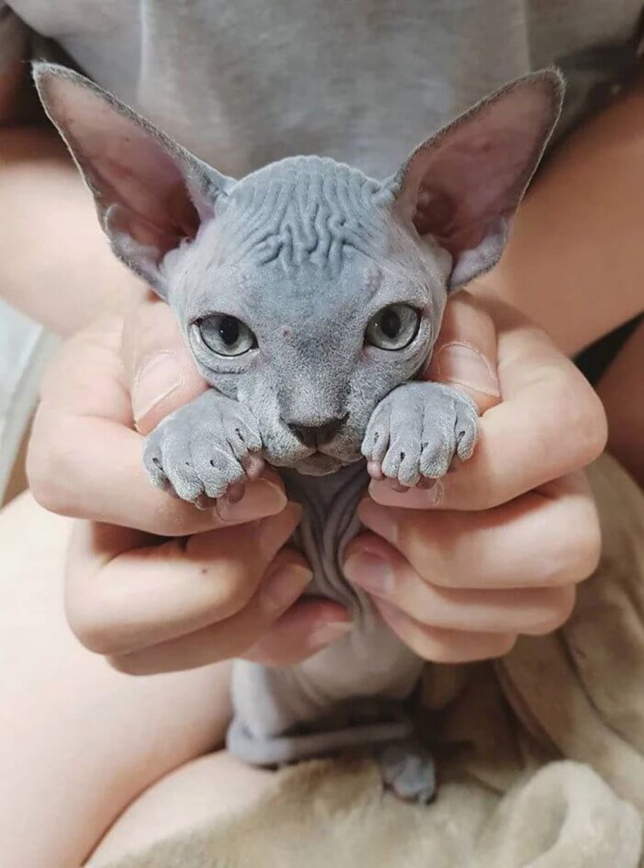 Канадский сфинкс кошка