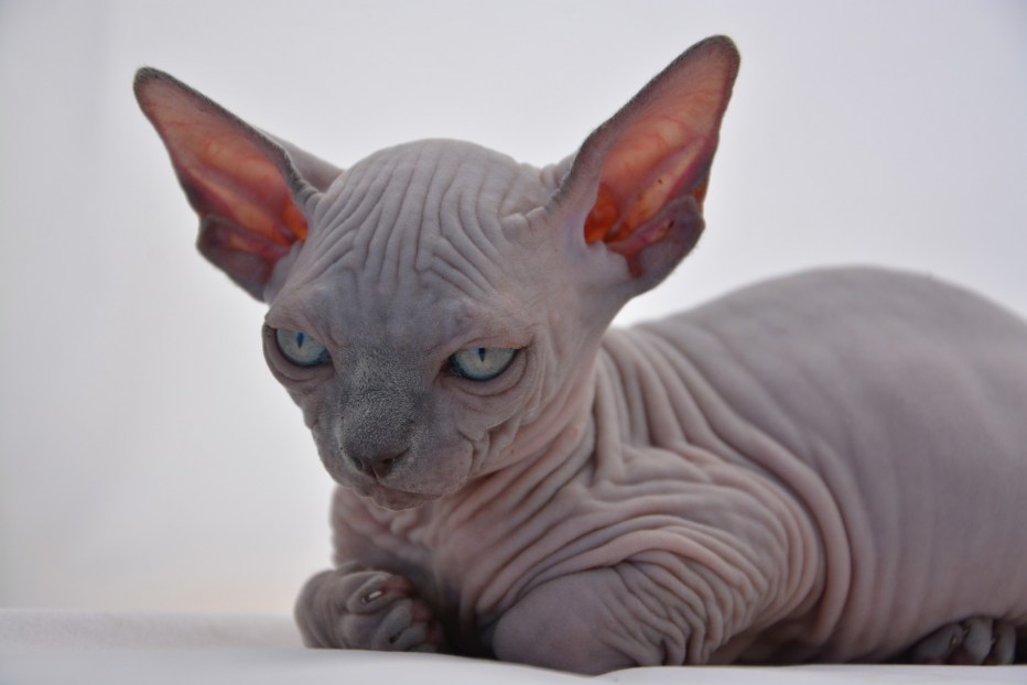 Сфинкс кот