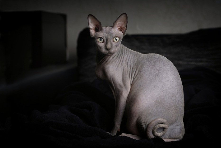 Беременная кошка сфинкс