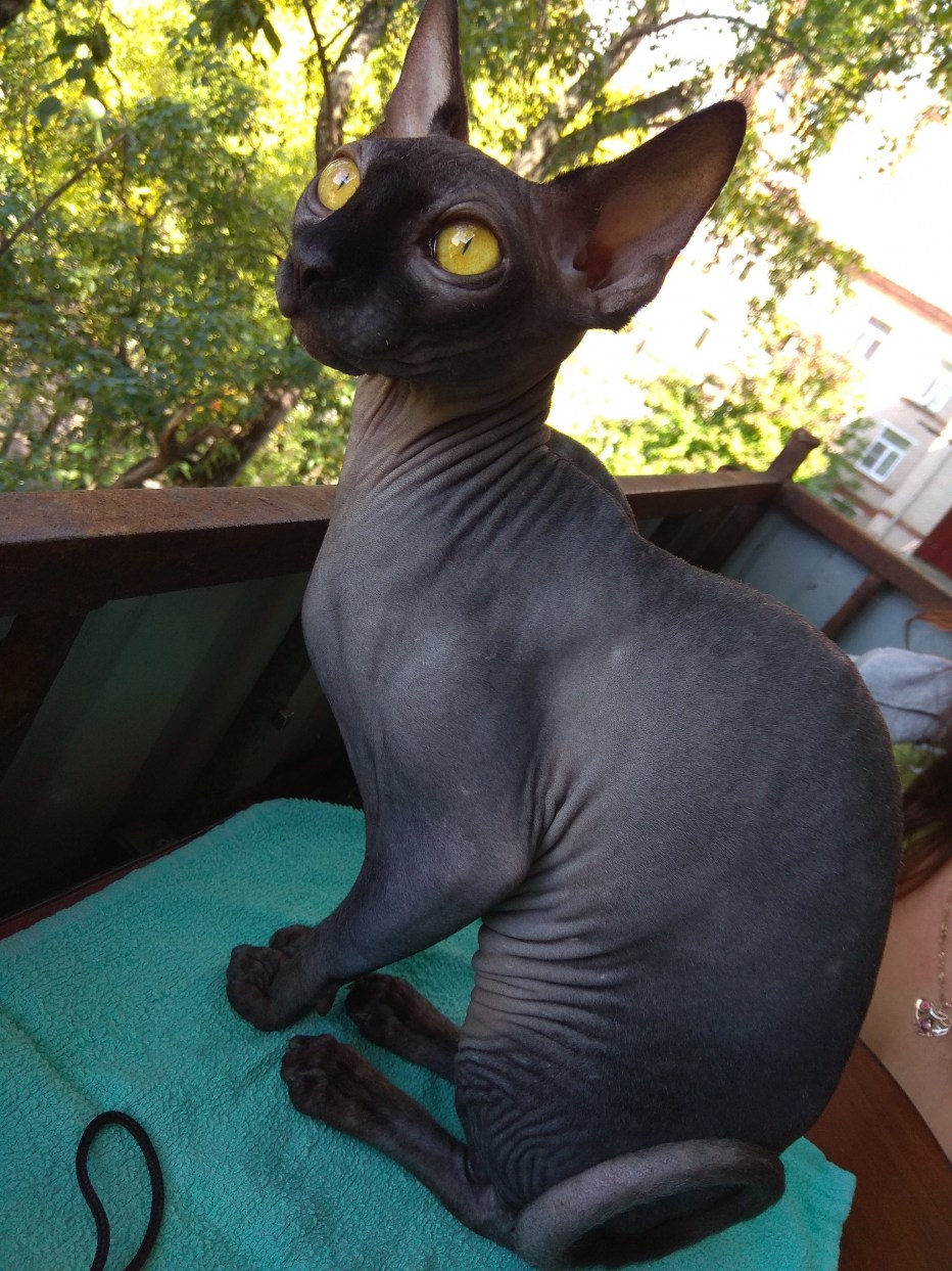 Сфинкс кот
