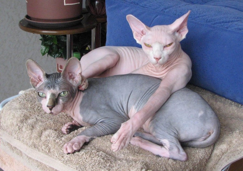Кошка сфинкс умывается