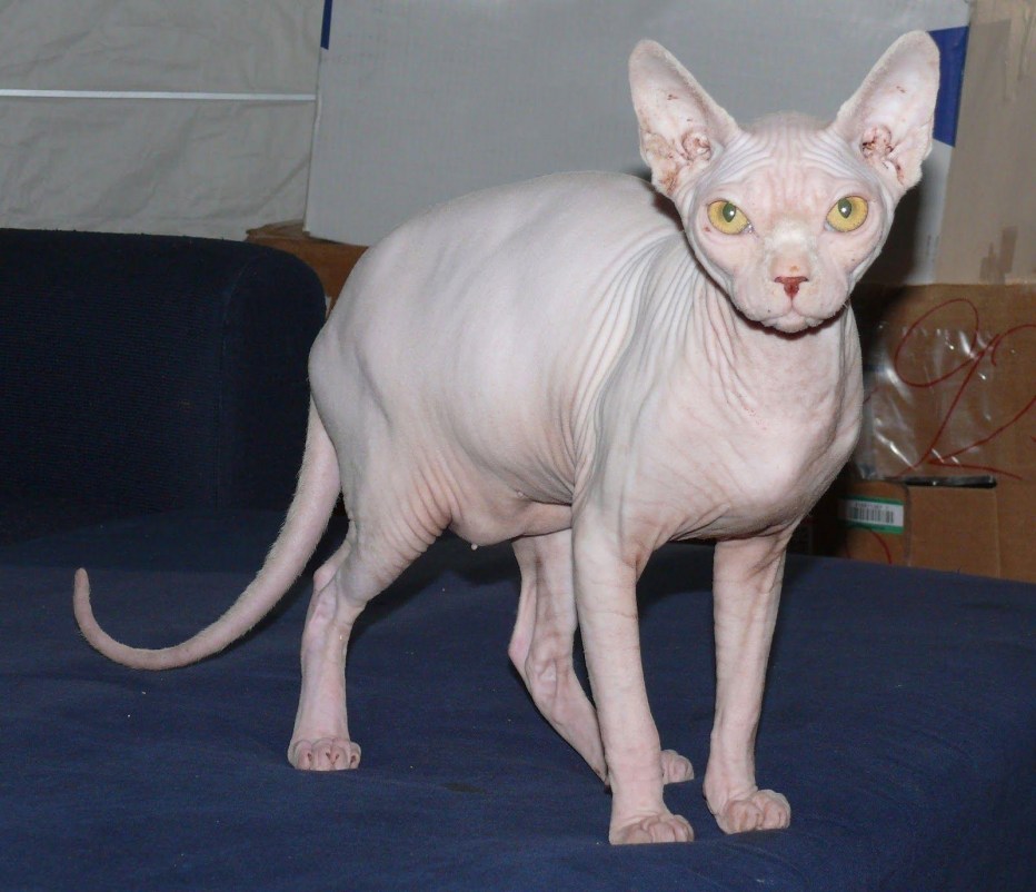 Я котик ты котик