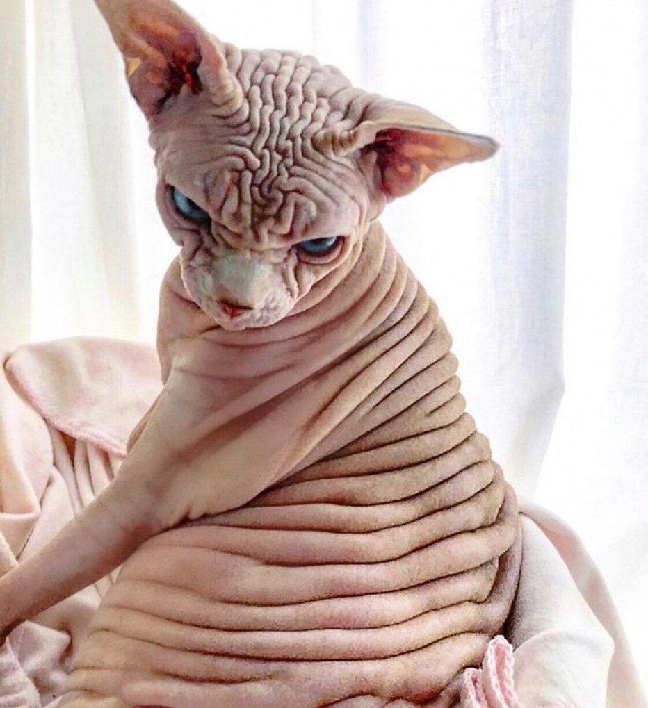 Сфинкс кошка морщинистая