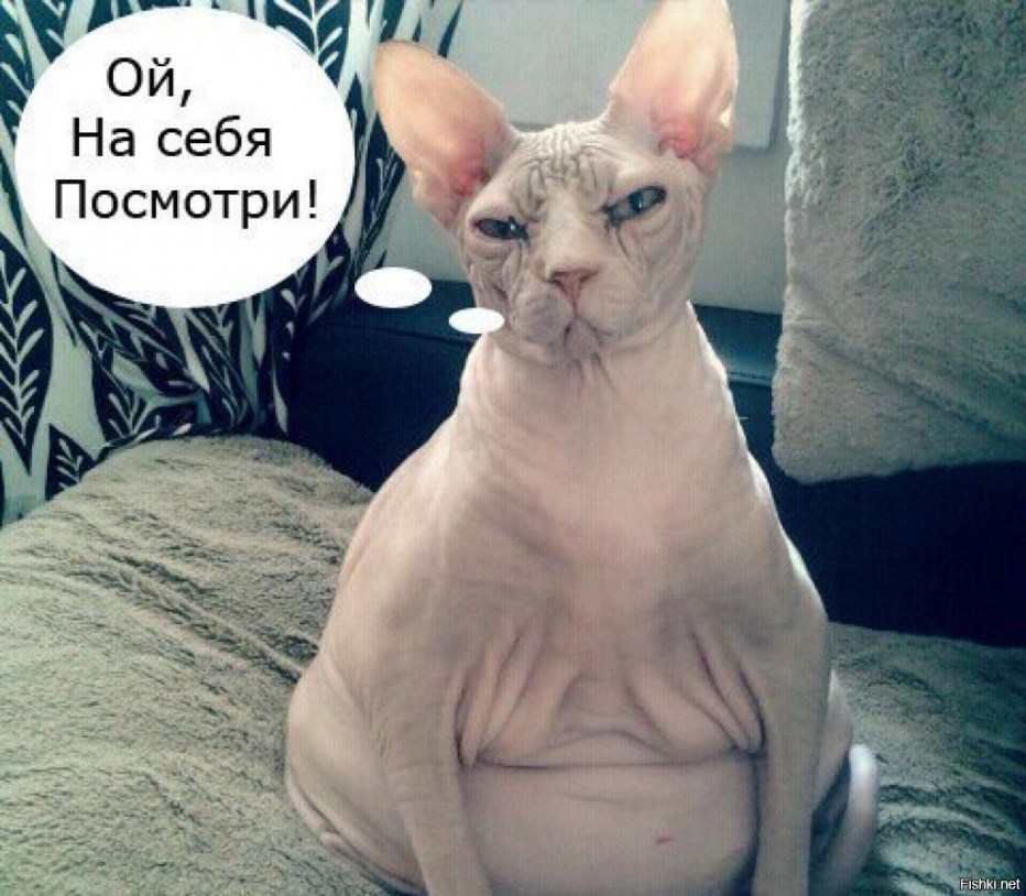 Сфинкс котенок