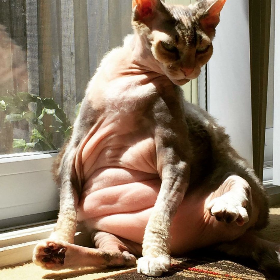 Жирный сфинкс кошка