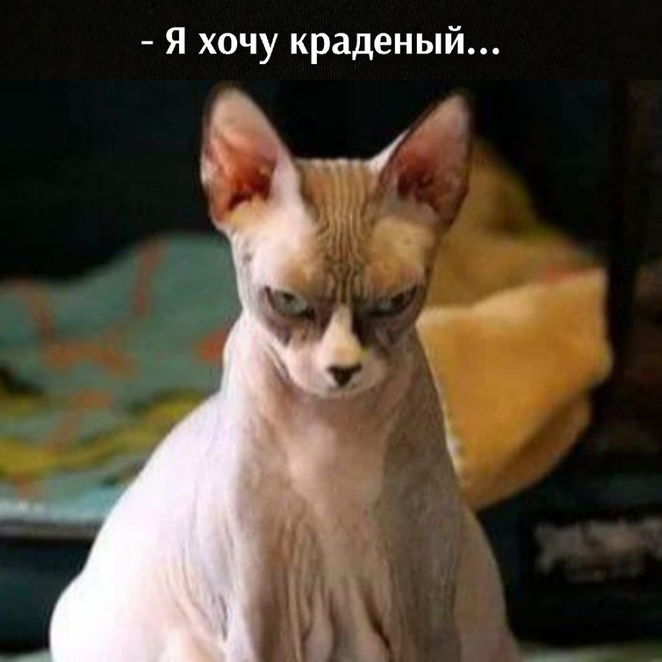 Жирная лысая кошка