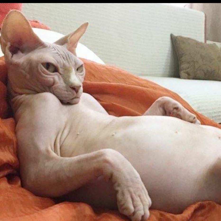Сфинкс кошка без шерсти