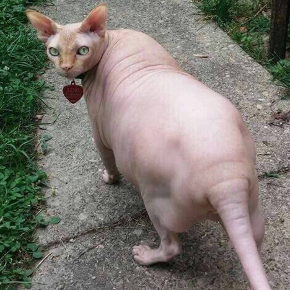 Жирный сфинкс кошка